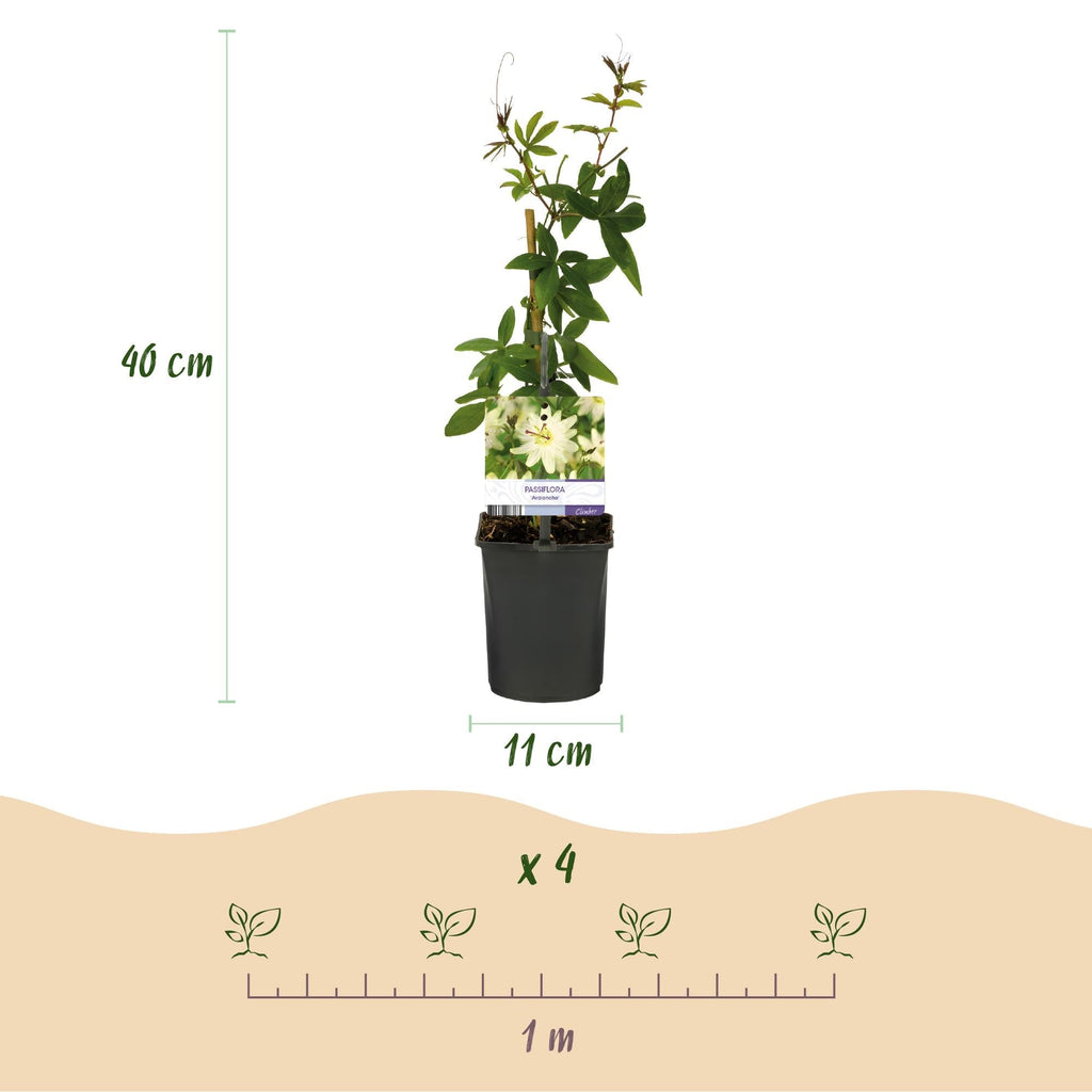 Passiflora Avalanche Passion Flower – White Climbing Plant 11cm – 2 Plant Set approx. 40cm – Fragrant Flowers & Easy Care