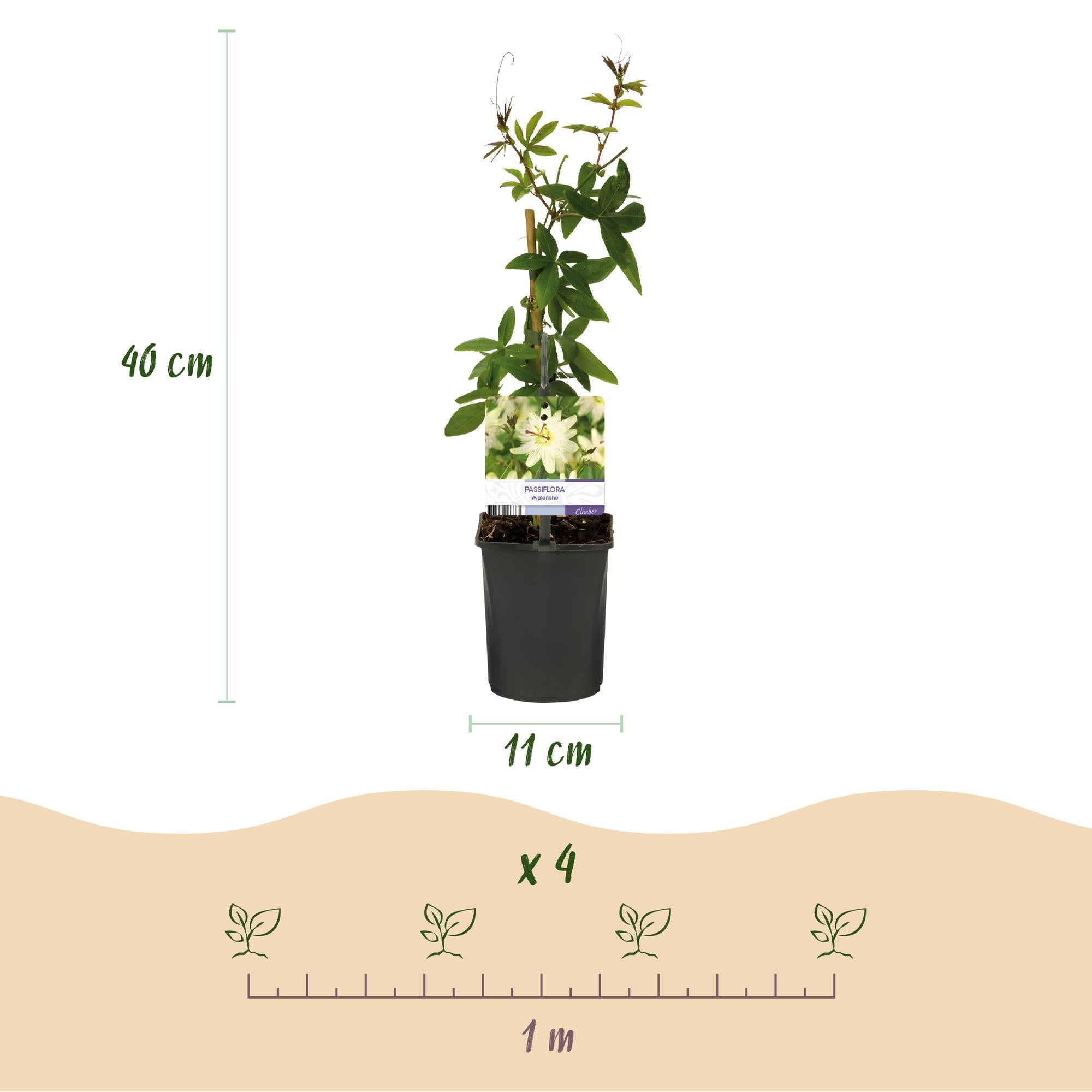 Passiflora Avalanche Passion Flower – White Climbing Plant 11cm – 2 Plant Set approx. 40cm – Fragrant Flowers & Easy Care