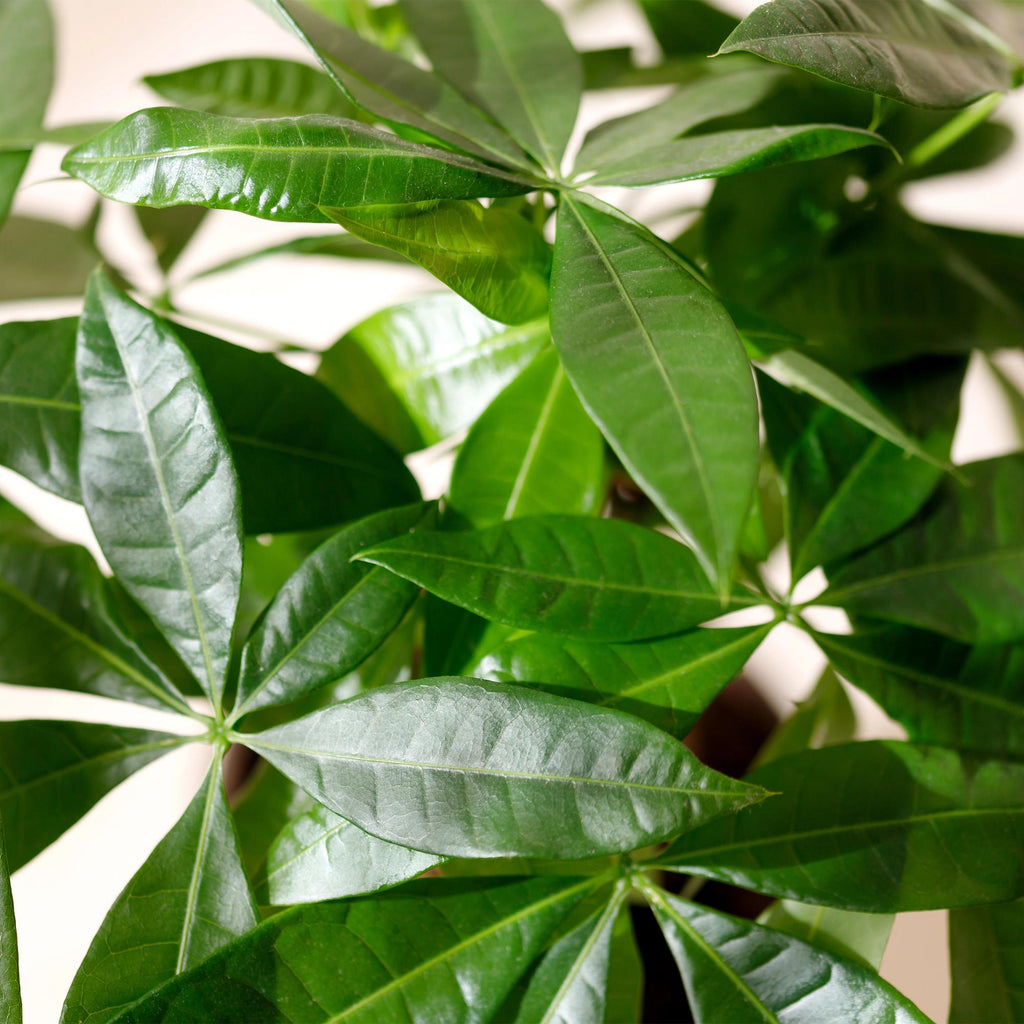 Pachira Aquatica Multi-Stem – 50-55cm – 17cm incl. natural basket – Easy-care Money Tree