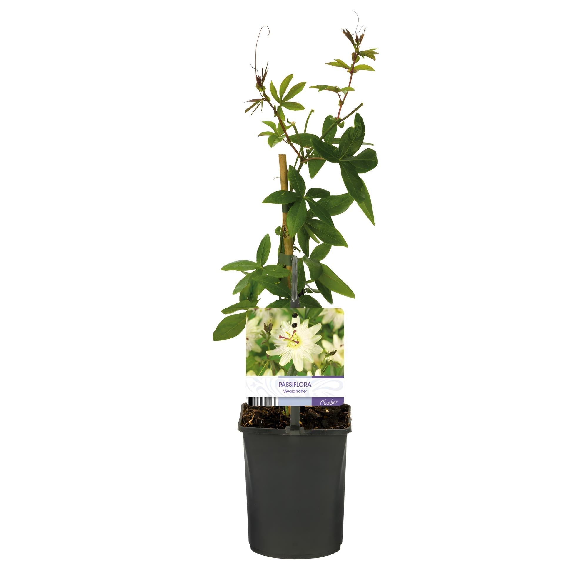 Passiflora Avalanche Passion Flower – White Climbing Plant 11cm – 2 Plant Set approx. 40cm – Fragrant Flowers & Easy Care