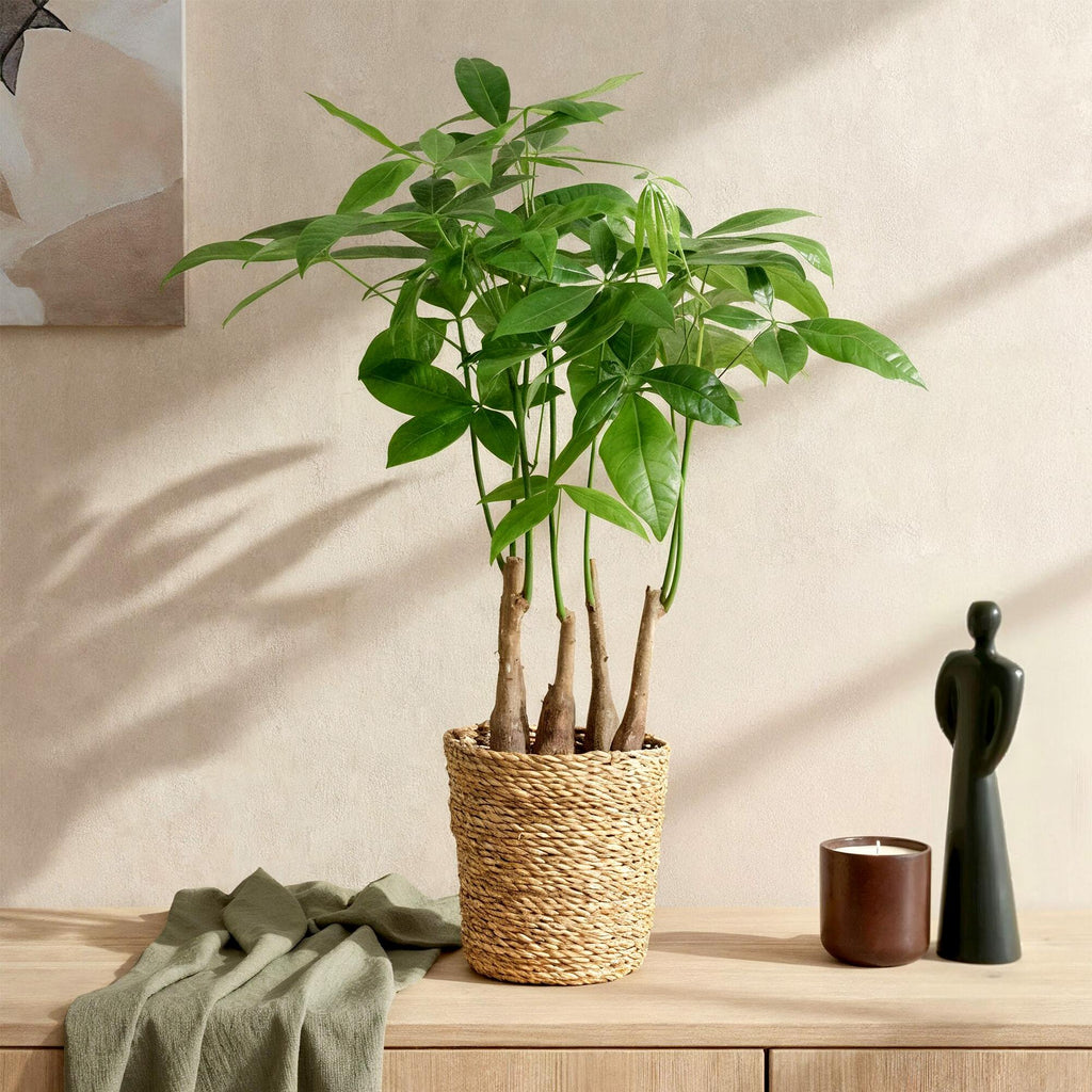 Pachira Aquatica Multi-Stem – 50-55cm – 17cm incl. natural basket – Easy-care Money Tree