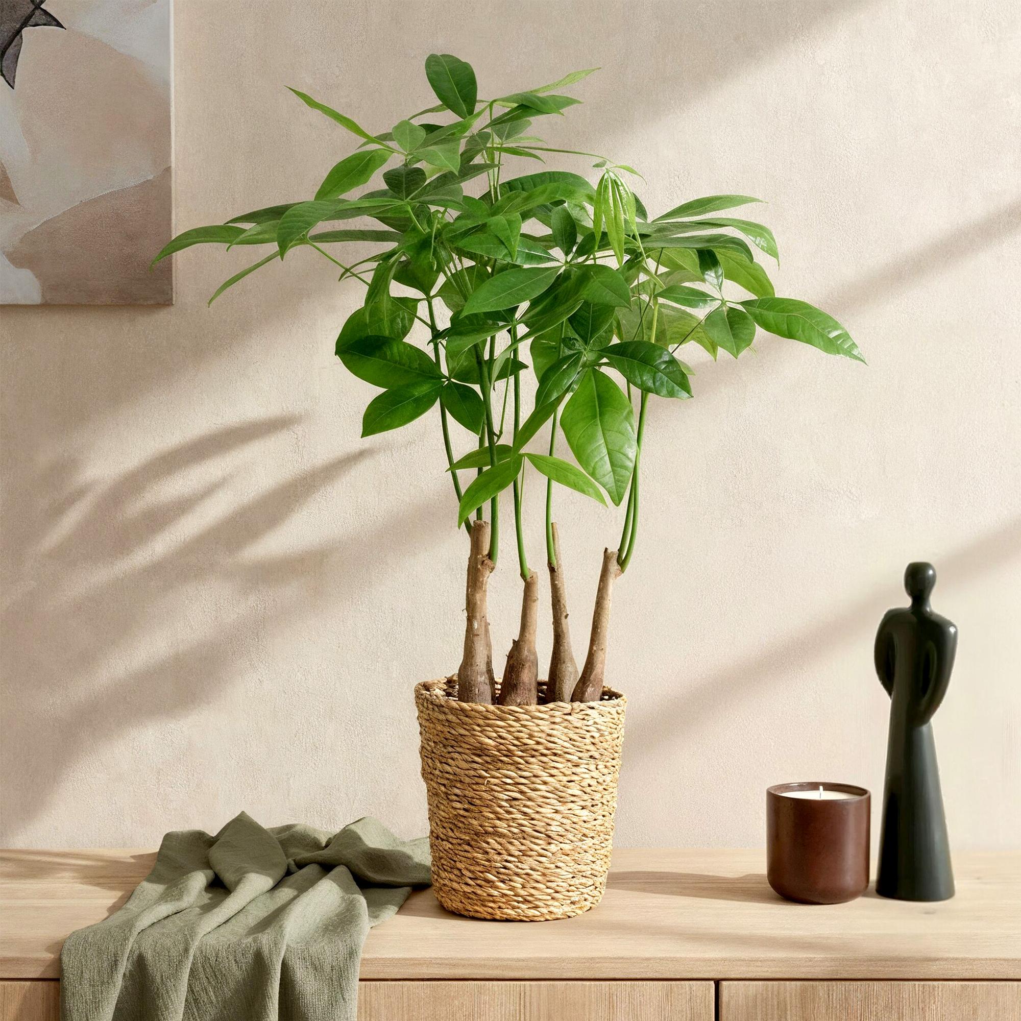 Pachira Aquatica Mehrstamm – 50-55cm – 17cm inkl. Naturkorb – Pflegeleichter Geldbaum