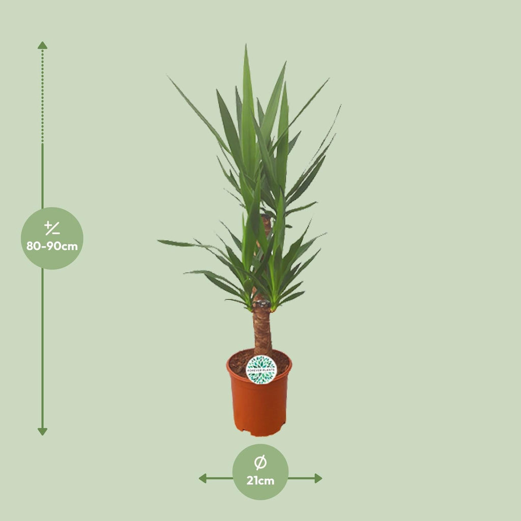 Yucca Palm Lily – 90cm Ø21cm – Easy-care houseplant with sword-shaped leaves – Robust green plant for bright & semi-shady locations