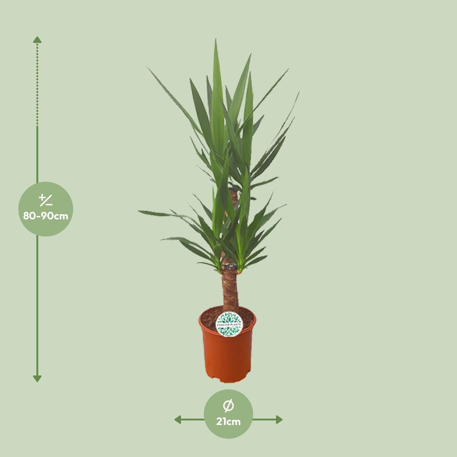 Palmlilie Yucca – 90cm Ø21cm – Pflegeleichte Zimmerpflanze mit schwertförmigen Blättern – Robuste Grünpflanze für helle & halbschattige Standorte