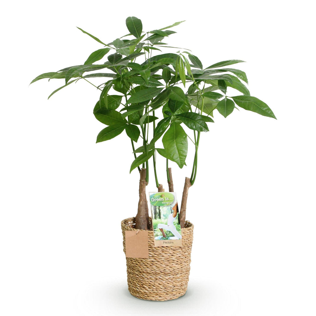 Pachira Aquatica Multi-Stem – 50-55cm – 17cm incl. natural basket – Easy-care Money Tree