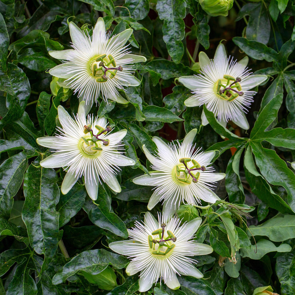 Passiflora Avalanche Passion Flower – White Climbing Plant 11cm – 2 Plant Set approx. 40cm – Fragrant Flowers & Easy Care