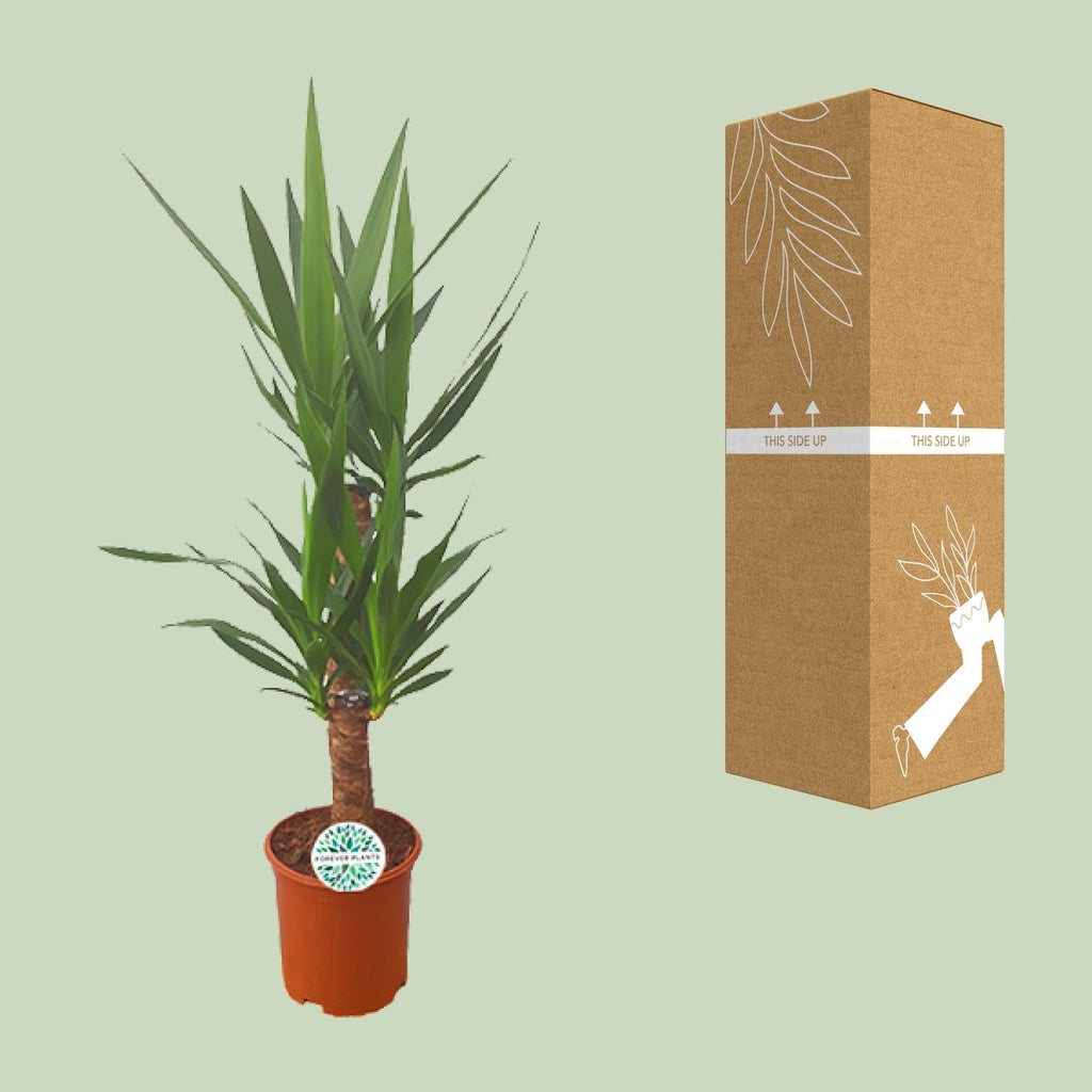 Yucca Palm Lily – 90cm Ø21cm – Easy-care houseplant with sword-shaped leaves – Robust green plant for bright & semi-shady locations