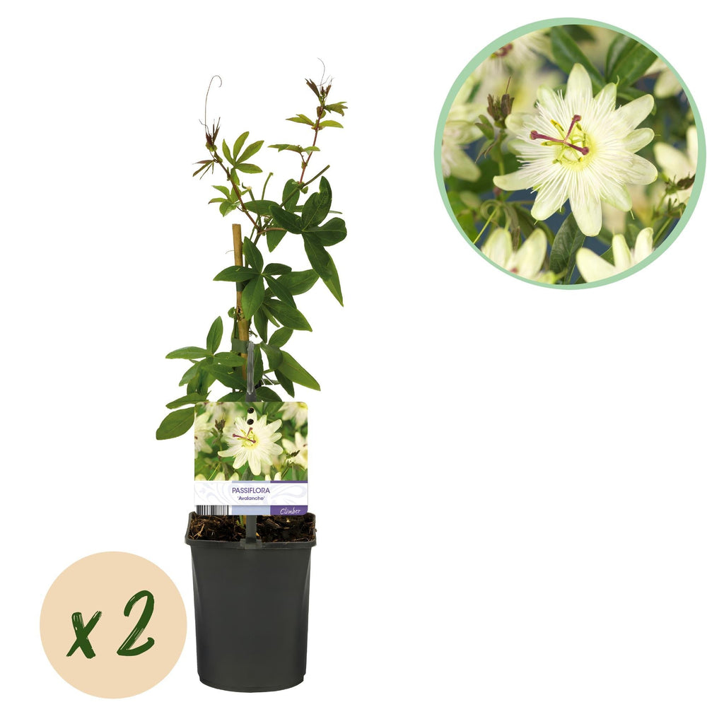 Passiflora Avalanche Passion Flower – White Climbing Plant 11cm – 2 Plant Set approx. 40cm – Fragrant Flowers & Easy Care