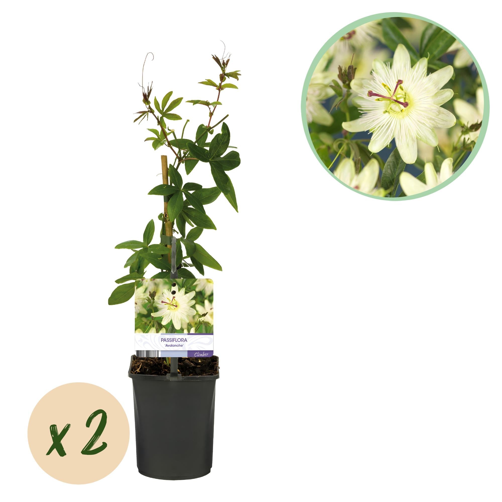 Passiflora Avalanche Passion Flower – White Climbing Plant 11cm – 2 Plant Set approx. 40cm – Fragrant Flowers & Easy Care