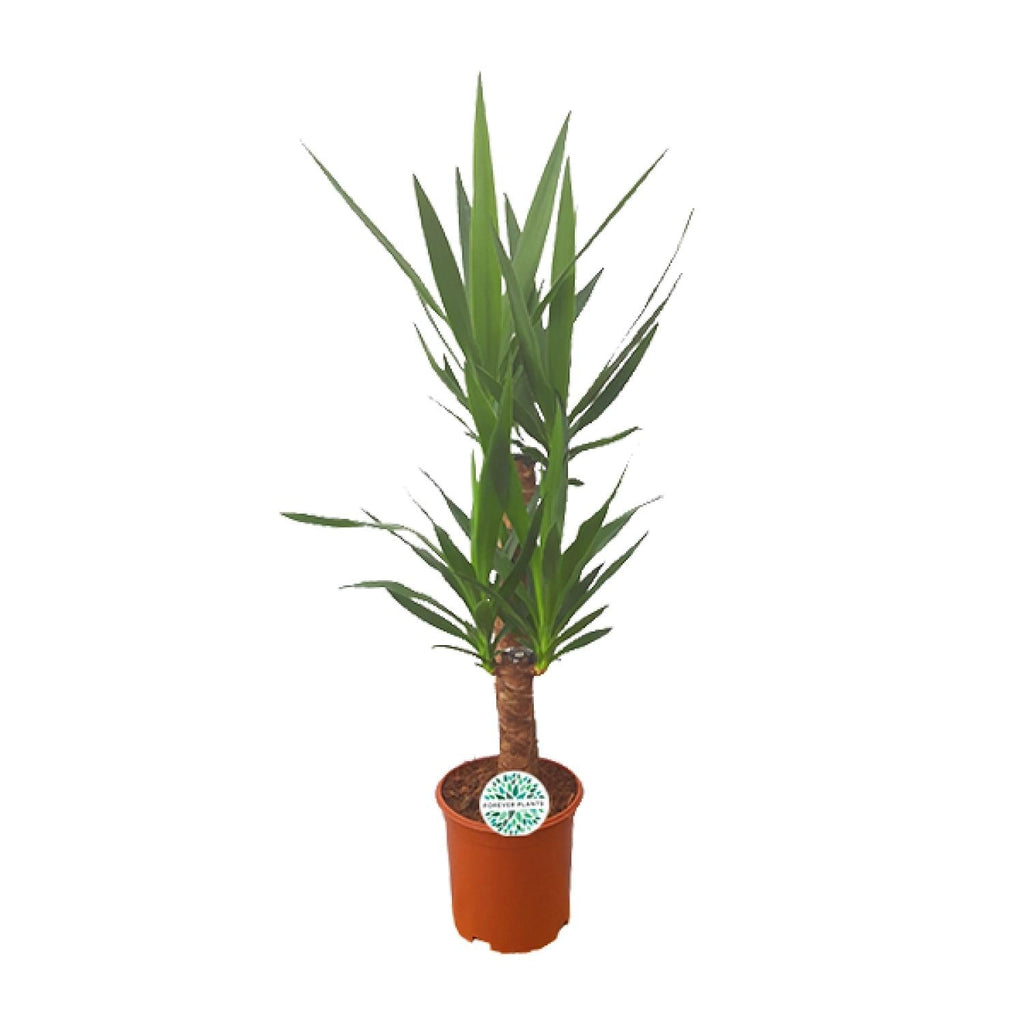 Yucca Palm Lily – 90cm Ø21cm – Easy-care houseplant with sword-shaped leaves – Robust green plant for bright & semi-shady locations