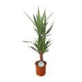 Yucca Palm Lily – 90cm Ø21cm – Easy-care houseplant with sword-shaped leaves – Robust green plant for bright & semi-shady locations