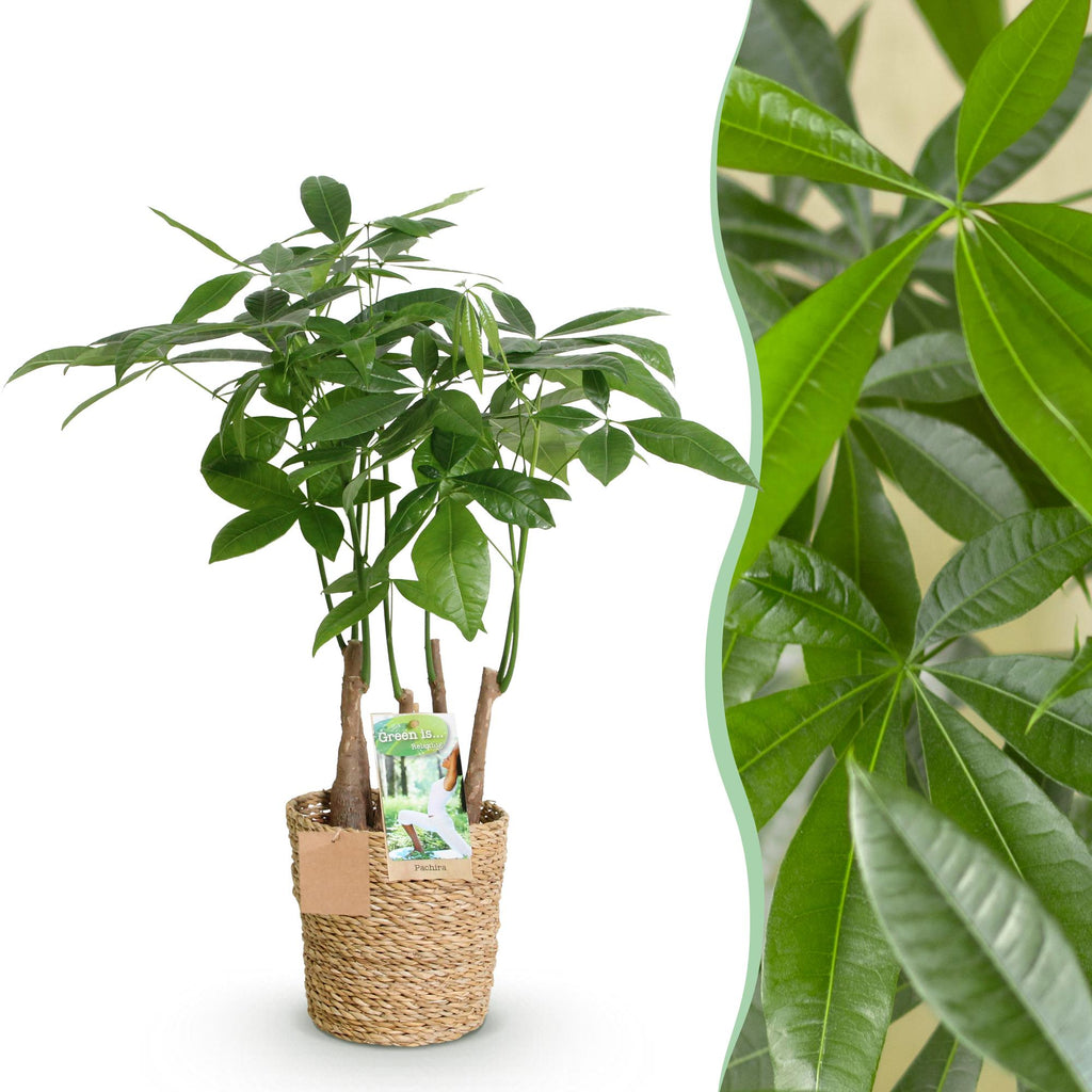 Pachira Aquatica Multi-Stem – 50-55cm – 17cm incl. natural basket – Easy-care Money Tree