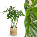 Pachira Aquatica Multi-Stem – 50-55cm – 17cm incl. natural basket – Easy-care Money Tree