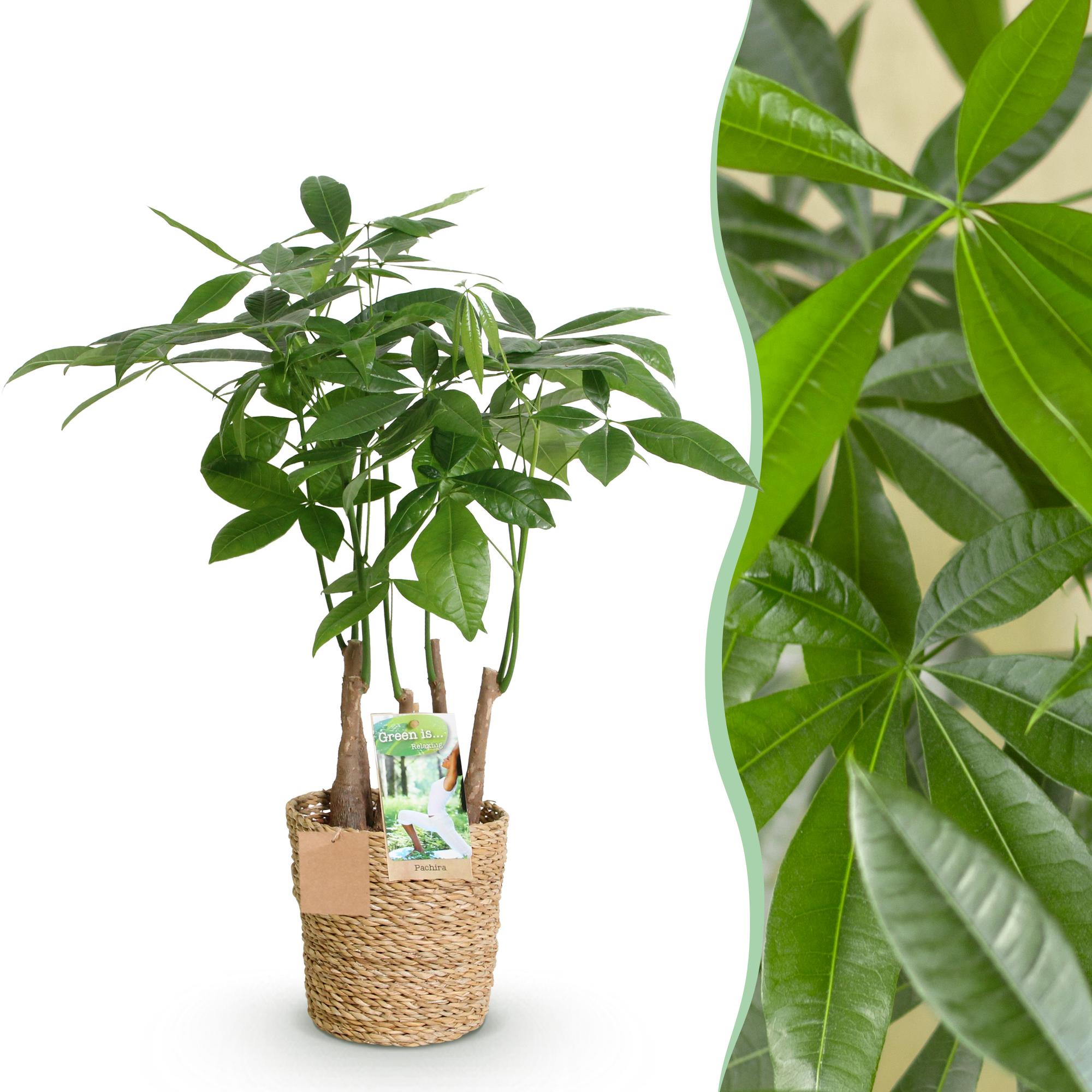 Pachira Aquatica Mehrstamm – 50-55cm – 17cm inkl. Naturkorb – Pflegeleichter Geldbaum