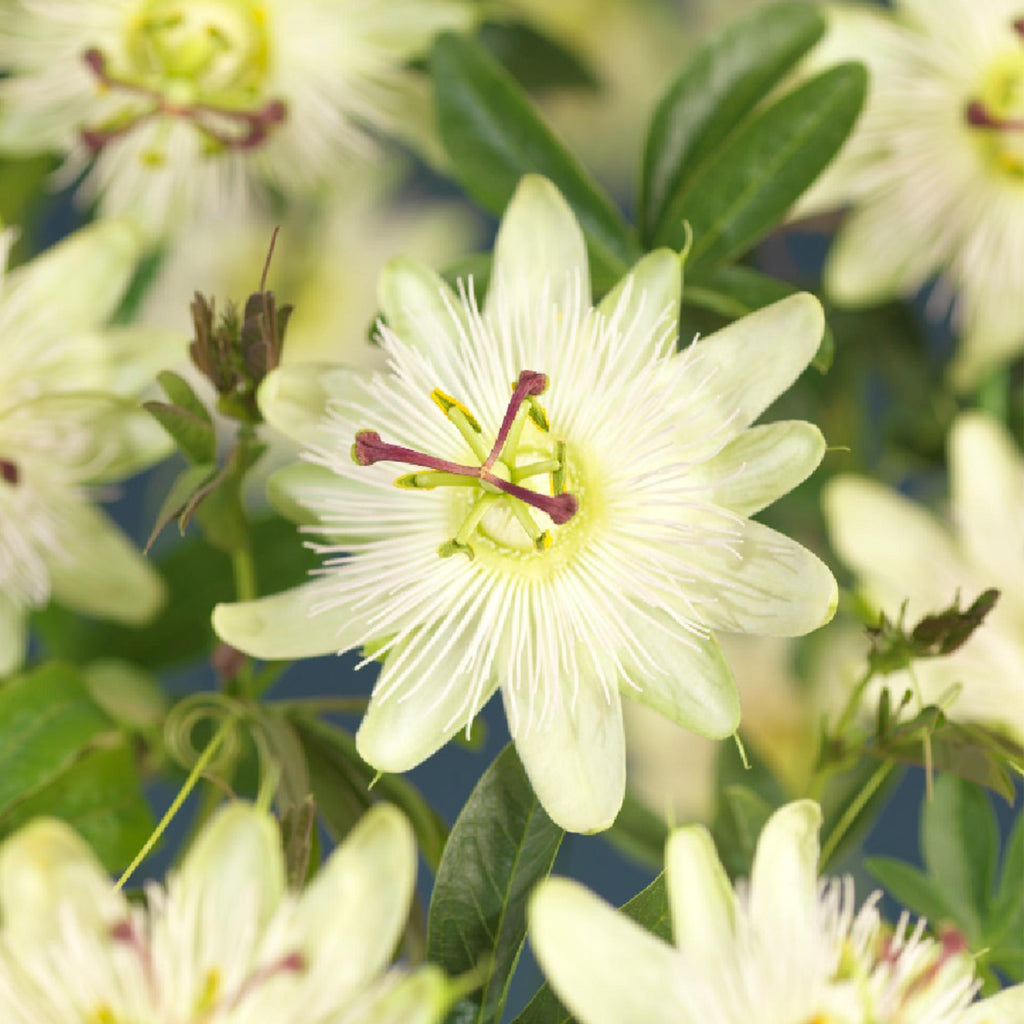 Passiflora Avalanche Passion Flower – White Climbing Plant 11cm – 2 Plant Set approx. 40cm – Fragrant Flowers & Easy Care