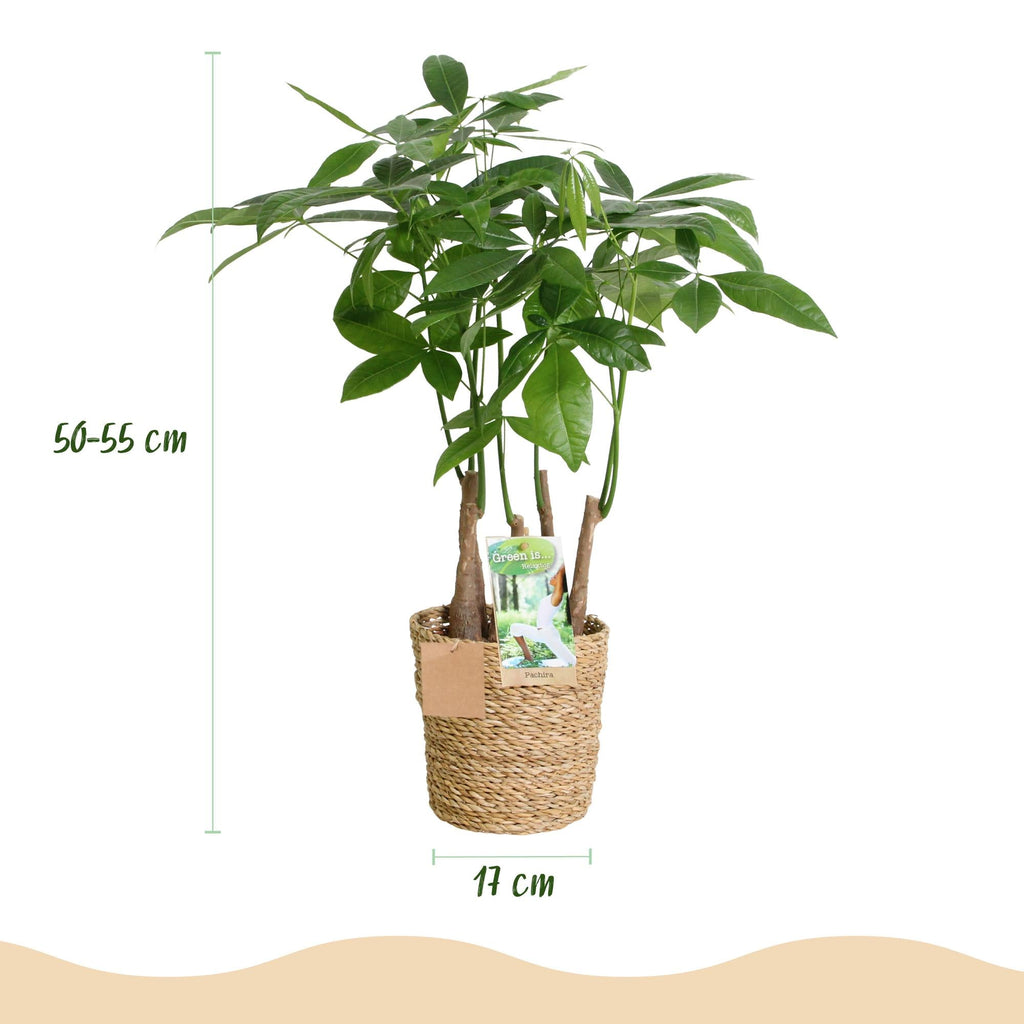 Pachira Aquatica Multi-Stem – 50-55cm – 17cm incl. natural basket – Easy-care Money Tree