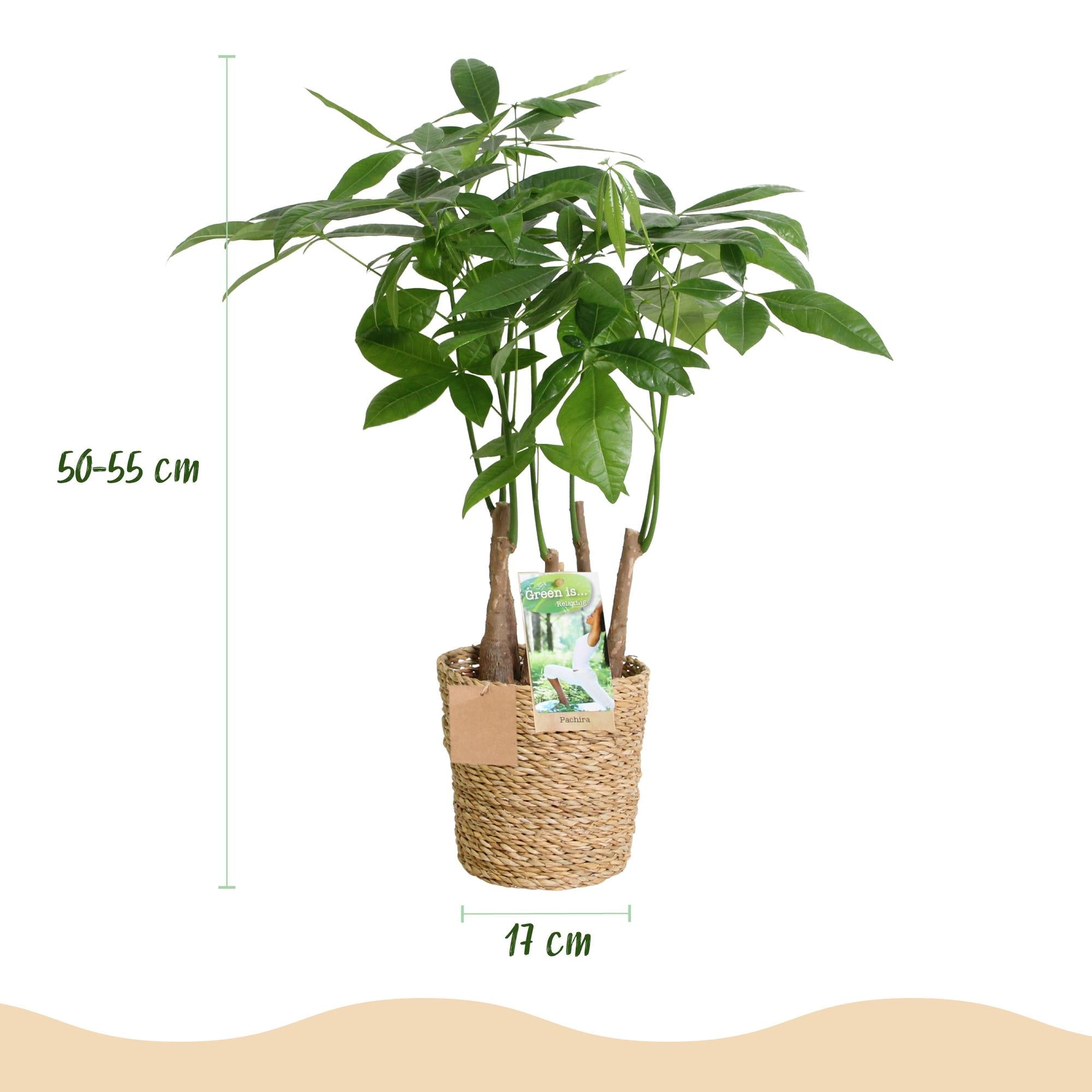 Pachira Aquatica Mehrstamm – 50-55cm – 17cm inkl. Naturkorb – Pflegeleichter Geldbaum