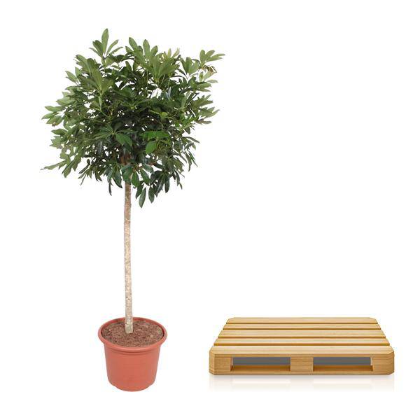 Dwarf Umbrella Tree Schefflera Arboricola Compacta Houseplant Ø45cm ↕190cm – Easy-Care Green Plant for Living Rooms, Offices & Bright Locations