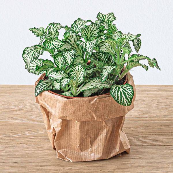 Bottle Garden – Jungle Set 5 – DIY Plant Terrarium with Coffee Plant, Fern, Palm & Fittonia – Refill Pack & Starter – Kit