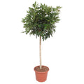 Dwarf Umbrella Tree Schefflera Arboricola Compacta Houseplant Ø45cm ↕190cm – Easy-Care Green Plant for Living Rooms, Offices & Bright Locations