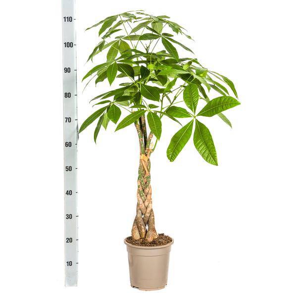 Money Tree Pachira Aquatica - Houseplant Ø21cm ↕90-110cm - Braided Trunk - Easy Care