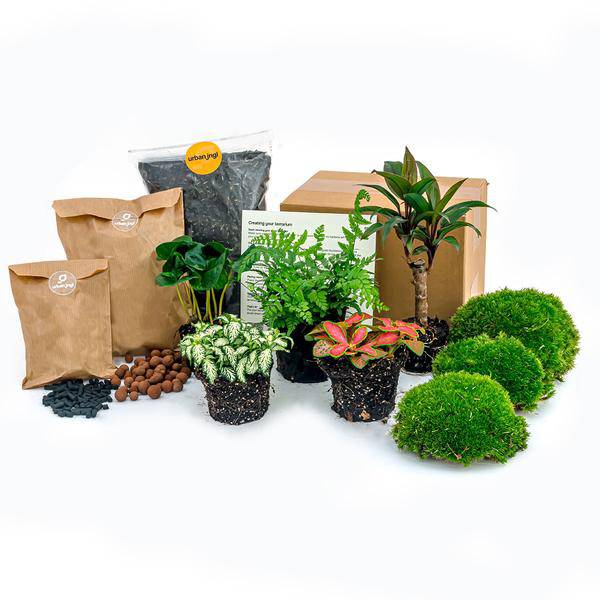 Bottle Garden – Jungle Set 5 – DIY Plant Terrarium with Coffee Plant, Fern, Palm & Fittonia – Refill Pack & Starter – Kit