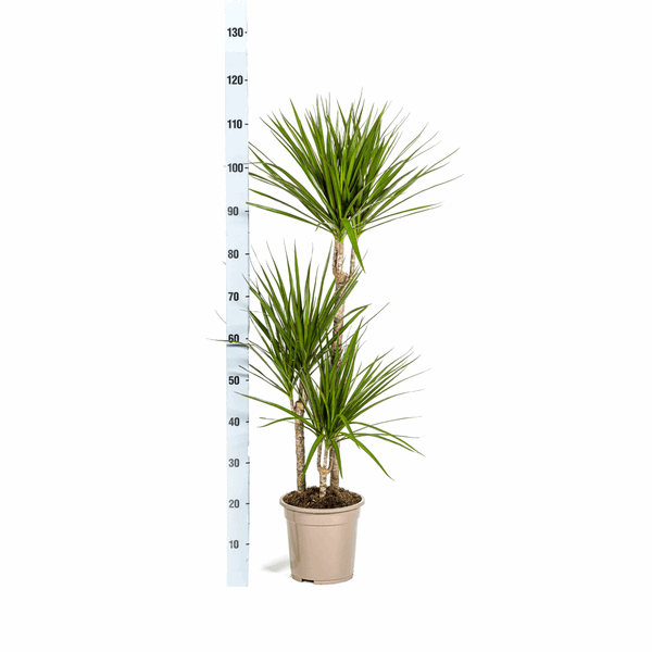 Dracaena Marginata Green – Dragon Tree – Houseplant Ø21cm ↕110-130cm – Dark Green Leaves – Easy to Care For