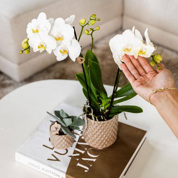 Diamond Pearl Decorative Pot - Sand - Ø9cm - Stone-look Planter - Elegant Decorative Pot for Indoor Plants, Succulents & Cacti