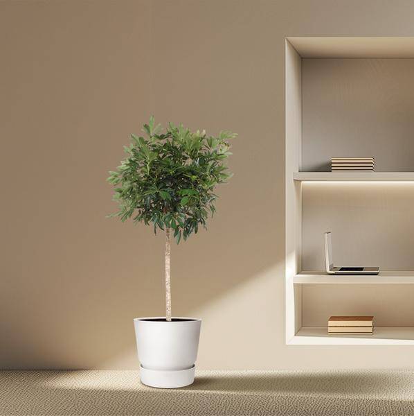 Dwarf Umbrella Tree Schefflera Arboricola Compacta Houseplant Ø45cm ↕190cm – Easy-Care Green Plant for Living Rooms, Offices & Bright Locations
