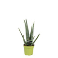 Real Aloe Vera - Houseplant - Ø10.5cm - approx. 35cm high - easy-care medicinal plant with fleshy leaves