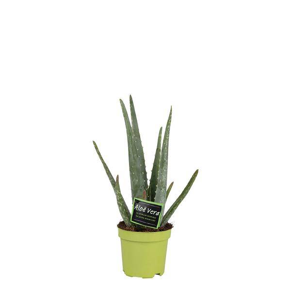 Real Aloe Vera - Houseplant - Ø10.5cm - approx. 35cm high - easy-care medicinal plant with fleshy leaves