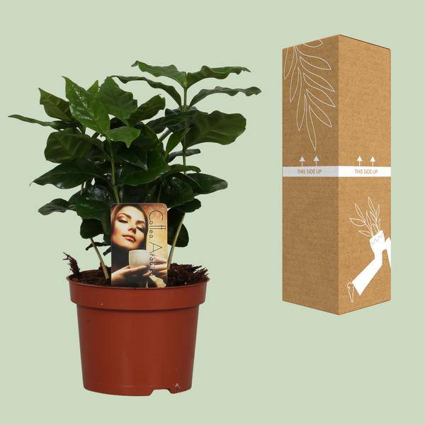 Coffee Plant – Coffea Arabica – Houseplant – Ø12cm ↕25cm – Aromatic Decor – Easy Care – Partial Shade – Tropical