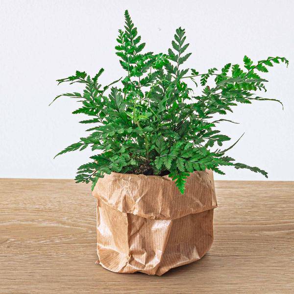 Bottle Garden – Jungle Set 5 – DIY Plant Terrarium with Coffee Plant, Fern, Palm & Fittonia – Refill Pack & Starter – Kit