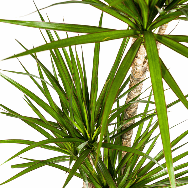 Dracaena Marginata Green – Dragon Tree – Houseplant Ø21cm ↕110-130cm – Dark Green Leaves – Easy to Care For