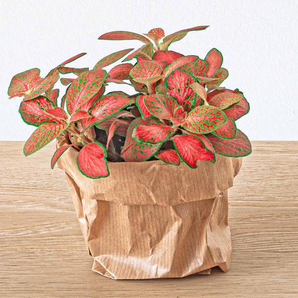 Bottle Garden – Jungle Set 5 – DIY Plant Terrarium with Coffee Plant, Fern, Palm & Fittonia – Refill Pack & Starter – Kit