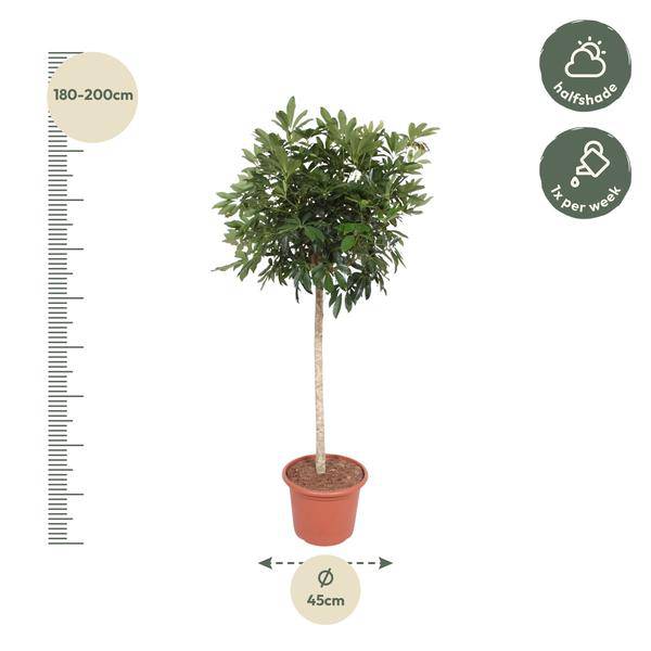 Dwarf Umbrella Tree Schefflera Arboricola Compacta Houseplant Ø45cm ↕190cm – Easy-Care Green Plant for Living Rooms, Offices & Bright Locations