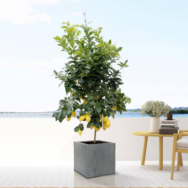 Planter L Grey Anthracite – D50cm x H50cm – Large Flower Pot for Indoor Plants – Modern Cover Pot with Smooth Surface for Indoor Use