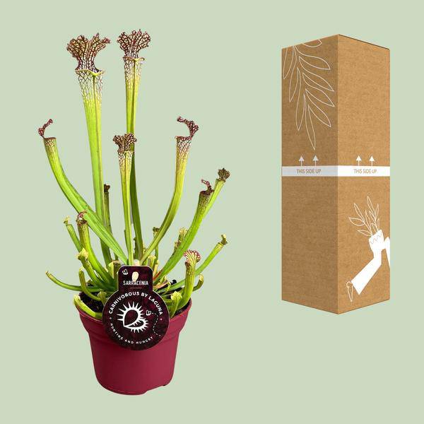 Fleischfressende Pflanze – Sarracenia Farnhamii – Ø12cm – ↕40cm – Exotische Schlauchpflanze für Innenräume – Pflegeleichte Karnivore Zimmerpflanze