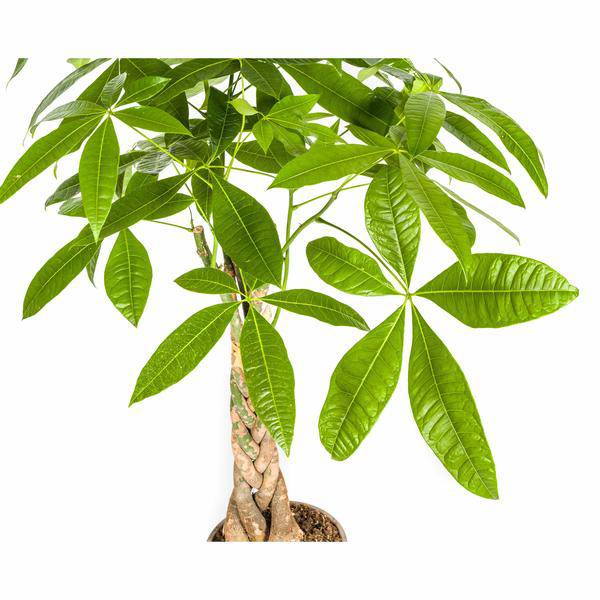 Money Tree Pachira Aquatica - Houseplant Ø21cm ↕90-110cm - Braided Trunk - Easy Care