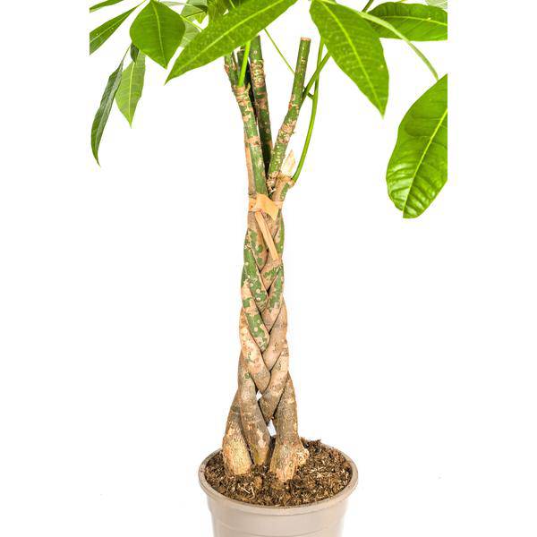 Money Tree Pachira Aquatica - Houseplant Ø21cm ↕90-110cm - Braided Trunk - Easy Care