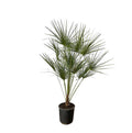 Chamaerops Humilis – Dwarf Fan Palm – Indoor or Outdoor Palm – Ø28cm – Height approx. 160cm – evergreen fan palm for indoor and outdoor use