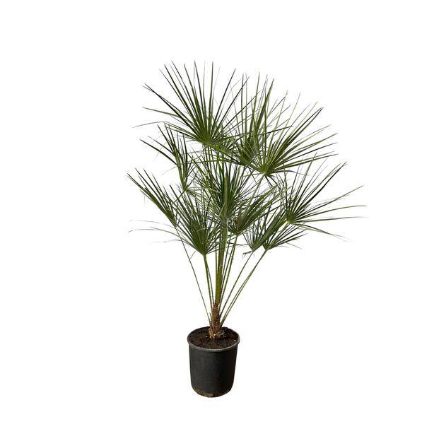 Chamaerops Humilis – Dwarf Fan Palm – Indoor or Outdoor Palm – Ø28cm – Height approx. 160cm – evergreen fan palm for indoor and outdoor use