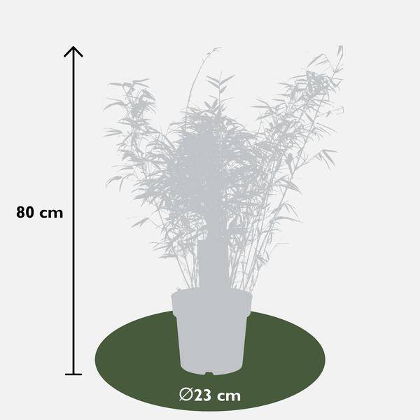 Schirmbambus Fargesia rufa 3er – Set Ø23cm ↕80cm – hochwertiges Produkt für Pflanzen, Garten, Zuhause, Dekoration & moderne Einrichtung