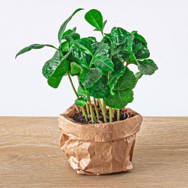 Bottle Garden – Jungle Set 5 – DIY Plant Terrarium with Coffee Plant, Fern, Palm & Fittonia – Refill Pack & Starter – Kit