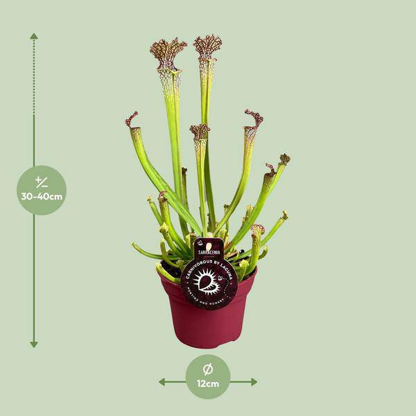 Fleischfressende Pflanze – Sarracenia Farnhamii – Ø12cm – ↕40cm – Exotische Schlauchpflanze für Innenräume – Pflegeleichte Karnivore Zimmerpflanze