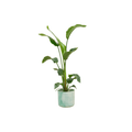 Strelitzia Nicolai – Tree – Bird of Paradise – Houseplant approx. 100cm – Ø22cm incl. Ocean Pacific Green Pot – Tropical Flair for Home & Office