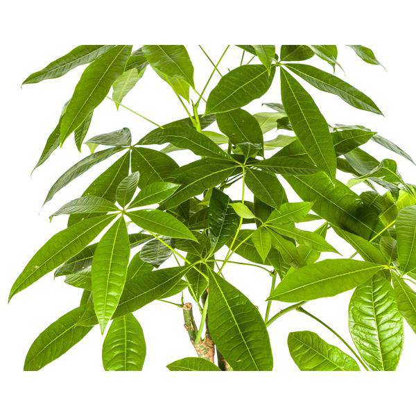 Glückskastanie Pachira Aquatica – Geldbaum – Zimmerpflanze Ø21cm ↕90-110cm – Geflochtener Stamm – Pflegeleicht