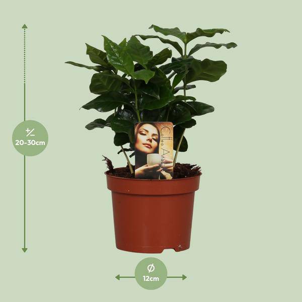 Coffee Plant – Coffea Arabica – Houseplant – Ø12cm ↕25cm – Aromatic Decor – Easy Care – Partial Shade – Tropical