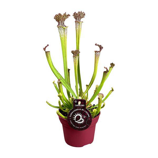 Carnivorous Plant – Sarracenia Farnhamii – Ø12cm – ↕40cm – Exotic Pitcher Plant for Indoors – Easy-care Carnivorous Houseplant