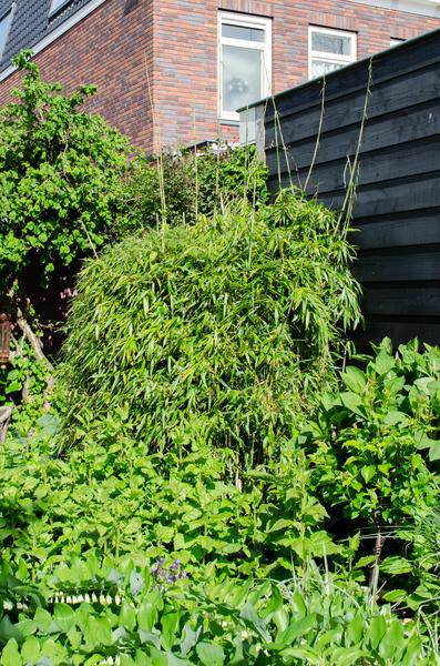 Schirmbambus Fargesia rufa 3er – Set Ø23cm ↕80cm – hochwertiges Produkt für Pflanzen, Garten, Zuhause, Dekoration & moderne Einrichtung